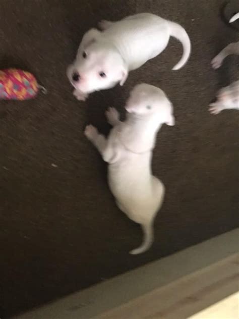 Argentine Dogo Puppies For Sale | Sacramento, CA #443717