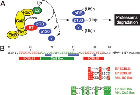 A Hypothetical Model Of The Hpv E Cullin Complex A Hpv E