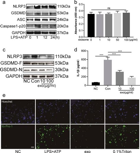 Huc MSCs Derived Exosomes Inhibited BV2 Cells Pyroptosis A BV2 Cells