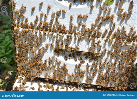 Farm Of Beehive In Sic Village Transylvania Romania Stock Photo