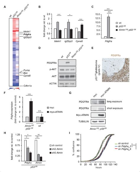 Atmin Regulates Pdgfra Expression In A Mutant Trp Background A