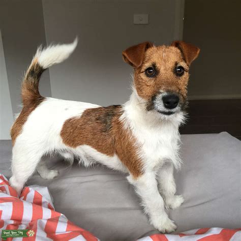 Pedigree Jack Russell Stud Dog In Pakenham The United States