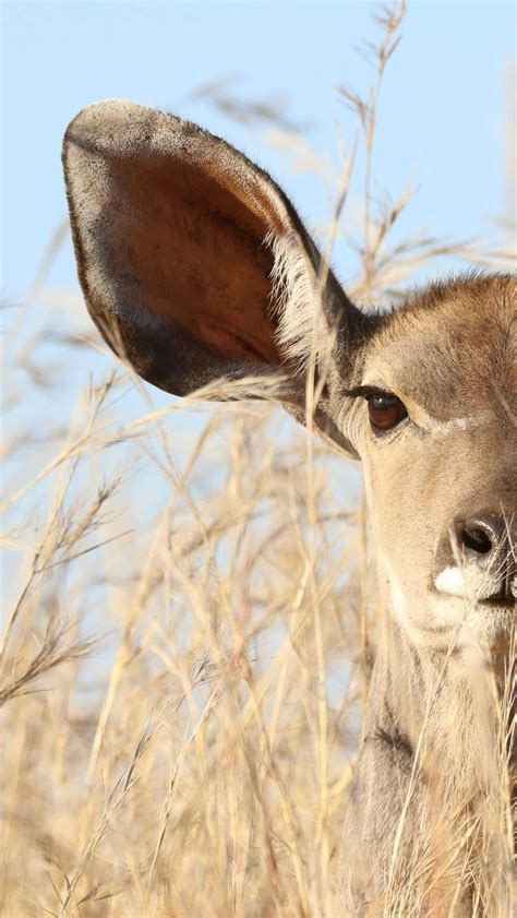 Deaf? 6 Animals Whose Ears Are Hidden