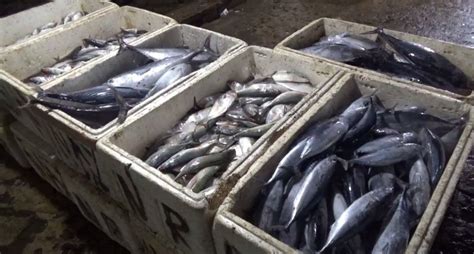 Stok Ikan Laut Aman Hingga Lebaran