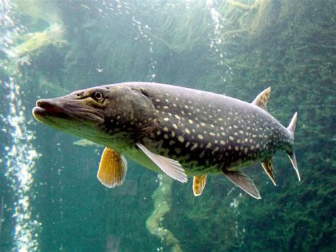 How Long Do Pike Live? – Northern Pike Fishing Tips
