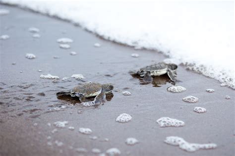 Spot the turtles of Tortuguero | Timbuktu Travel