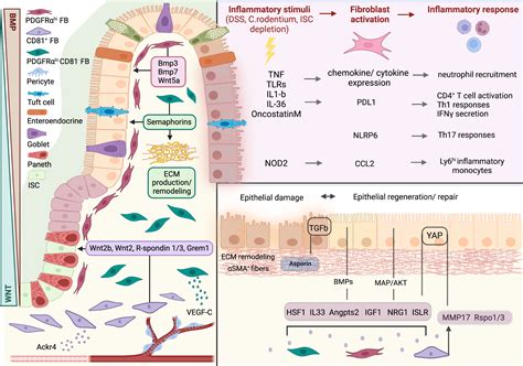 Frontiers Fibroblasts In Intestinal Homeostasis Damage And Repair