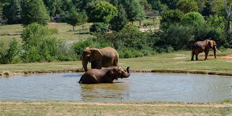 NC Zoo in Asheboro: Things to Do, Food, Fun Attractions, and More!