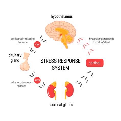 cortisol  stress  relationship explained vtdq