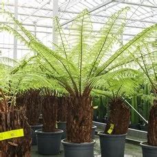 Buy The Dicksonia Antartica Tasmanian Tree Fern