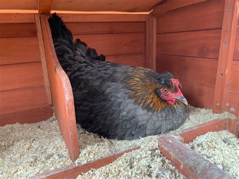 What Is A Broody Hen And What Do You Do About It Hello Homestead