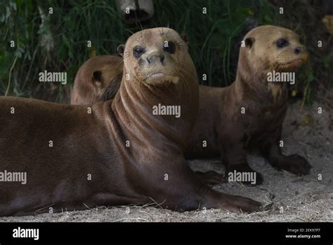 Babies Giant otter are seen with their mother in their enclosure at ...