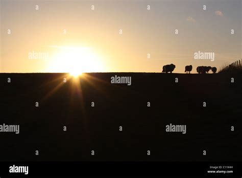 Winter sunset, sheep silhouette Stock Photo - Alamy