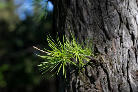 33,400+ Larch Tree Forest Stock Photos, Pictures & Royalty-Free Images - iStock