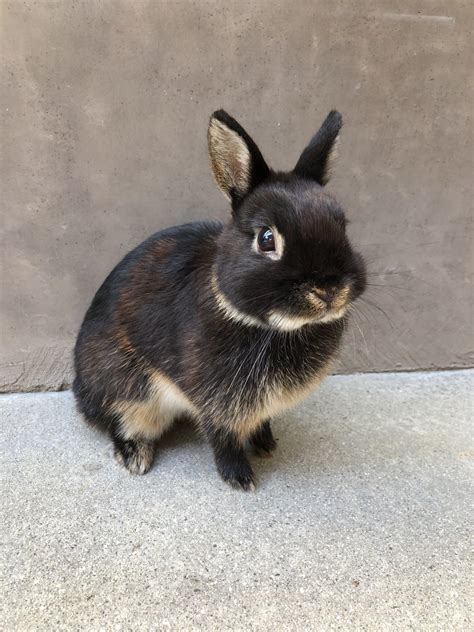 Netherland Dwarf rabbit Rabbits For Sale | Anaheim Hills, CA #312112