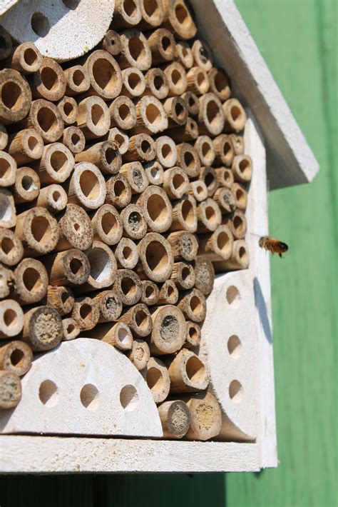 Nisthilfen F R Wildbienen Kleingartenkolonie Gr Ne Aue E V