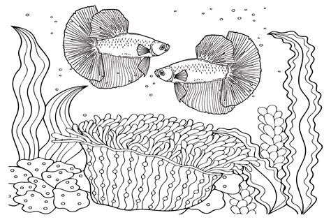 27 Betta Fish Coloring Pages