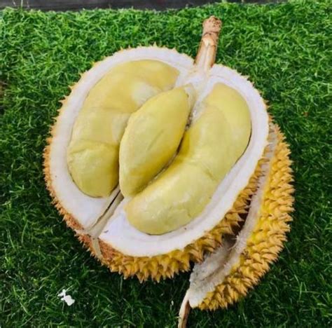 Manfaat Biji Durian Bagi Kesehatan Sehatkan Tulang Hingga Kuatkan