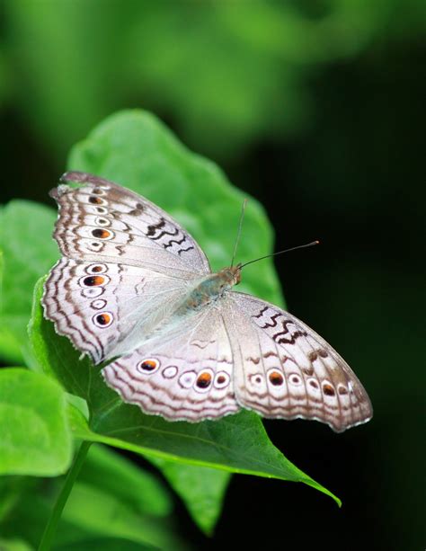 Fotos Gratis Naturaleza C Sped Ala Fotograf A Hoja Flor Verde