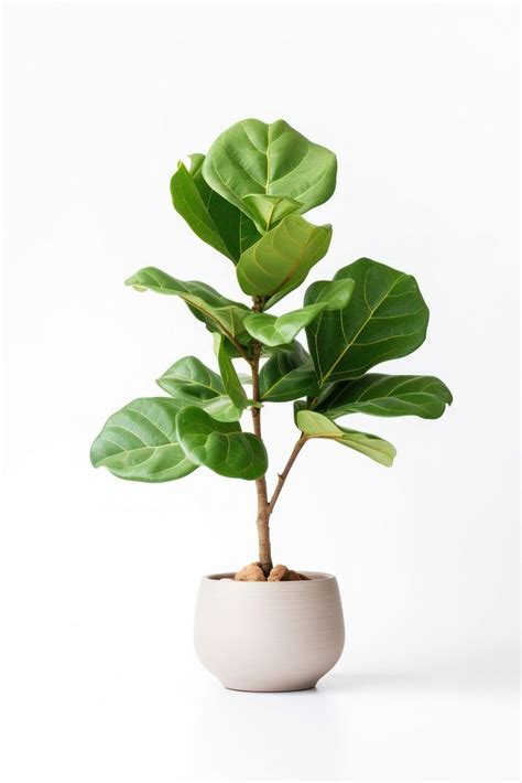 Fiddle fig plant leaf, houseplant. | Free Photo - rawpixel