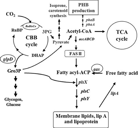 Fatty Acid Biosynthesis And Its Neighbouring Pathways In Synechocystis