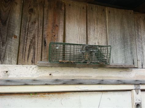 How To Keep Squirrels Away From Your Home And Prevent Damage