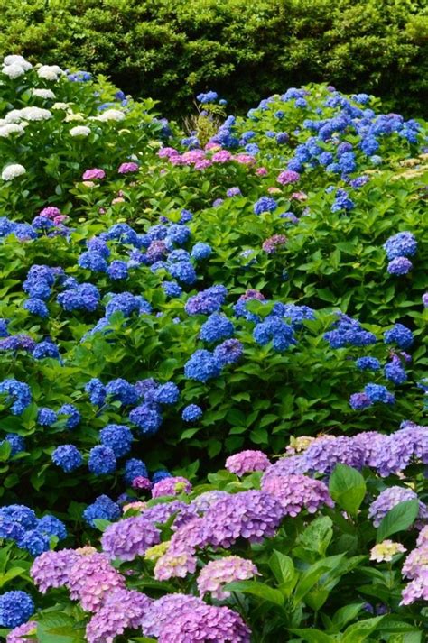 Hydrangea Mimuroto ji Temple Uji Kyoto Japan 三室戸寺 宇治 京都