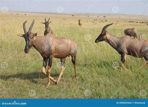 Fauna Y Flora Silvestres En La Sabana De Frica Oriental Foto De