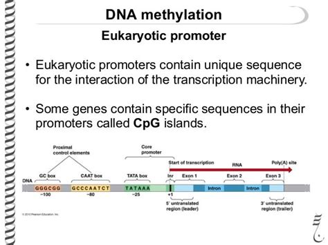 281 Lec24 Eukaryoticregulation2