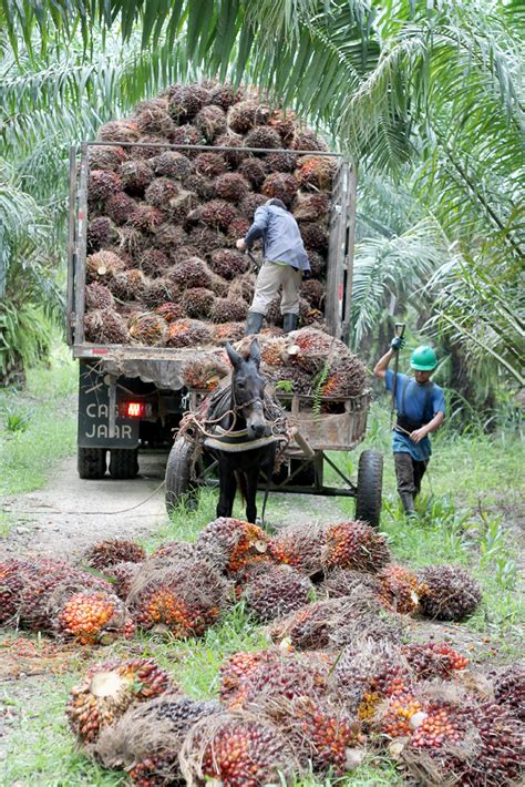 How Do They Harvest Palm Oil Omega Maiden Oils