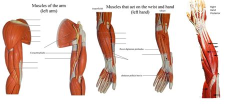 Arm Muscles On Model For Lab Practical Diagram Quizlet