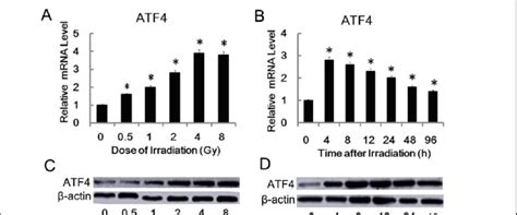 Ir Induced Atf In A Dose Time Dependent Manner In Ahh Cells The