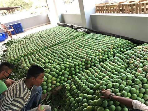 Ratnagiri Raw Alphonso Green Mangoes Carton Packaging Size Wooden