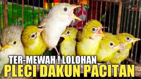 Pleci Lolohan Ter Mewah Lolohan Pleci Dakun Pacitan Jarang Ada Di