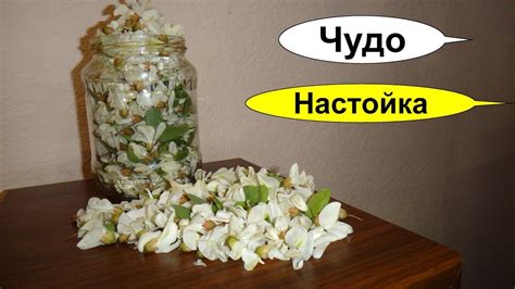 Настойка из цветков акации от 58 бед болезней и недугов. Эту настойку ...