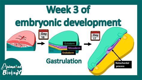 Week 3 Of Embryonic Development Gastrulation Neural Induction YouTube