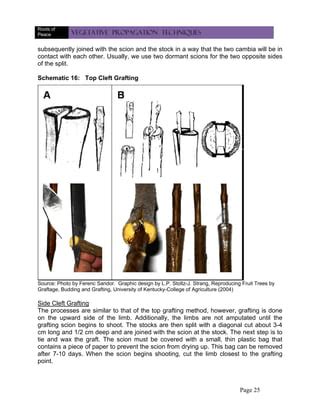 Vegetative propagationtechniques importance | PDF