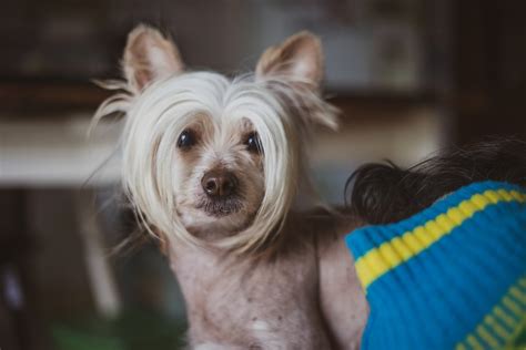 Meilleures races de chiens hypoallergéniques pour les personnes