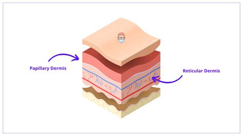 Human Body Skin Layers