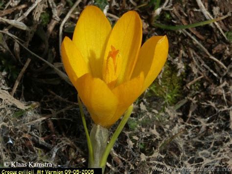 The Country Of Crocuses Crocus Cvijicii