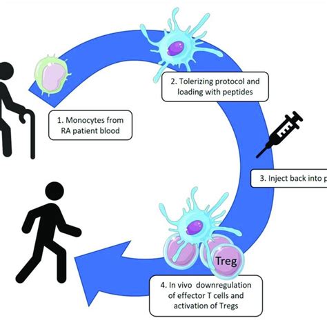 | Monocytes are collected from patient blood by leukapheresis and... | Download Scientific Diagram