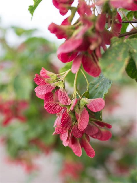 Hot Wings Tatarian Maple Jeffries Nurseries