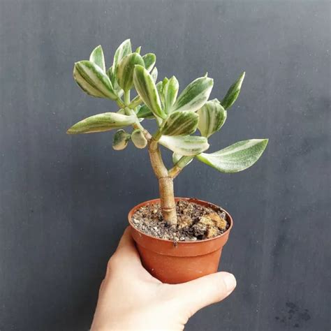 Crassula Ovata Obliqua Variegated Tricolor Variegata Jade Plant