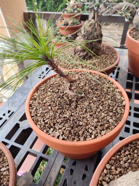 Plantón De Pinus Thunbergii