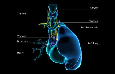 Learn About The Thymus Gland