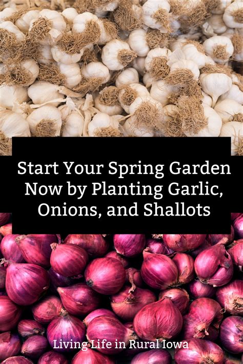 Start Your Spring Garden Now By Planting Garlic Onions And Shallots