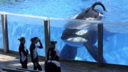 Orca trainer saw best of Keiko, worst of Tilikum | CNN