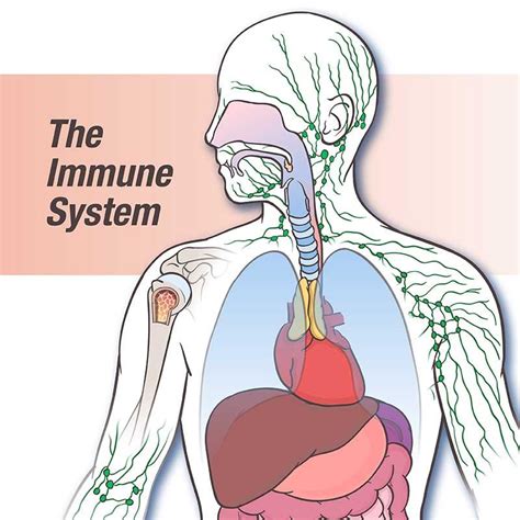 The Immune System Doctors Beyond Medicine