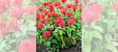 Монарда Бергамот многолетнее растение для сада купить в Санкт ...