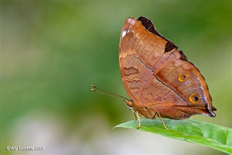 Autumn Leaf Butterfly Doleschalia Bisaltide Flickr